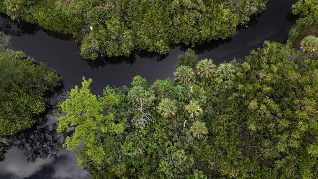 Aerial view of a calm waterway bordered by dense mangrove vegetation
